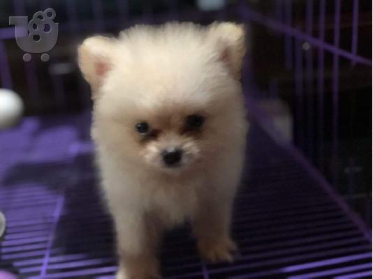 PoulaTo: Pomeranian puppies for sale now